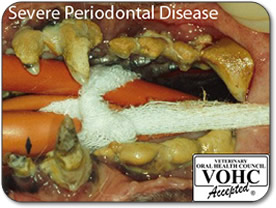 Severe periodontal disease in dog's mouth