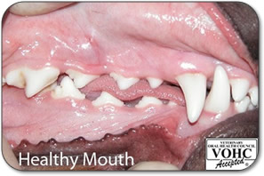 Healthy dog gums and teeth